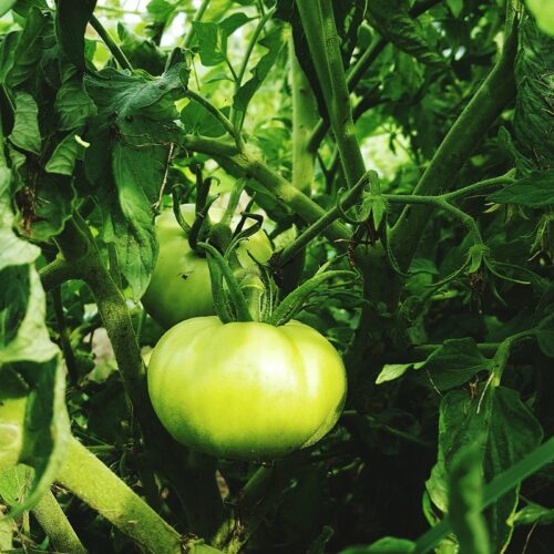 6 Good Sources of Vitamin D for Vegans